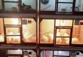 3 Portion Wooden Pinjra Cage Brooder by M.A Birds
