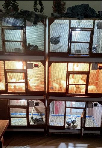 3 Portion Wooden Pinjra Cage Brooder by M.A Birds