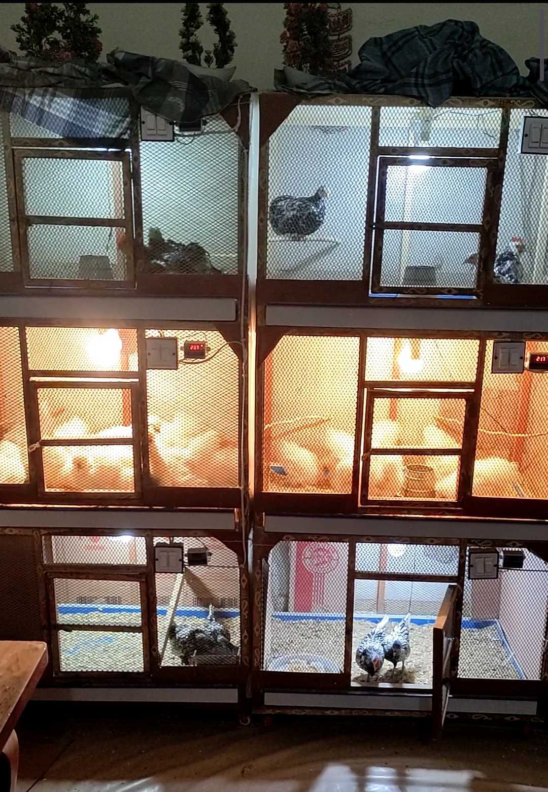 3 Portion Wooden Pinjra Cage Brooder by M.A Birds