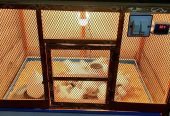 3 Portion Wooden Pinjra Cage Brooder by M.A Birds