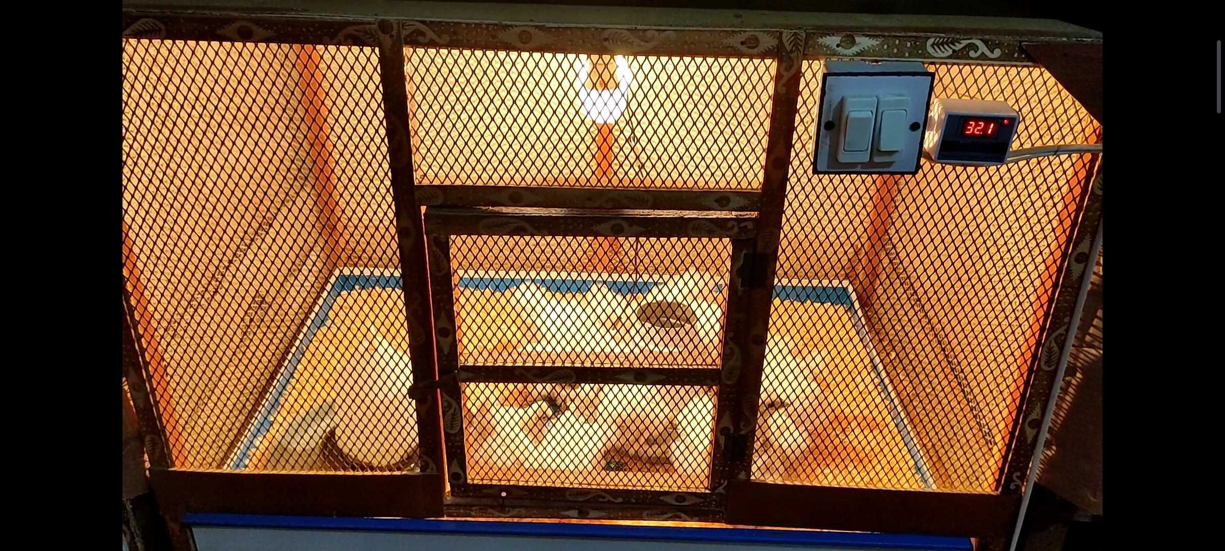 3 Portion Wooden Pinjra Cage Brooder by M.A Birds