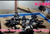 3 Portion Wooden Pinjra Cage Brooder by M.A Birds