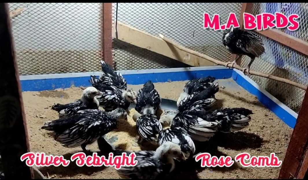 3 Portion Wooden Pinjra Cage Brooder by M.A Birds