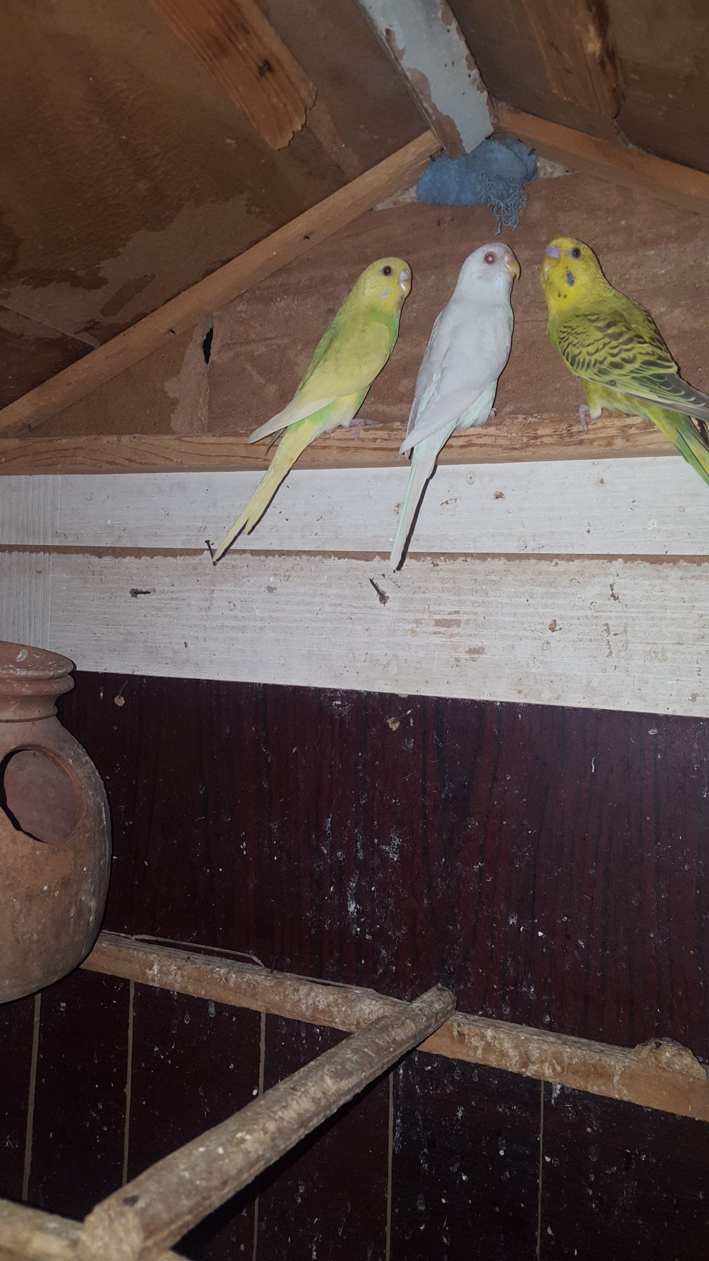 Australian patha by Syed Areeb Shaheryar