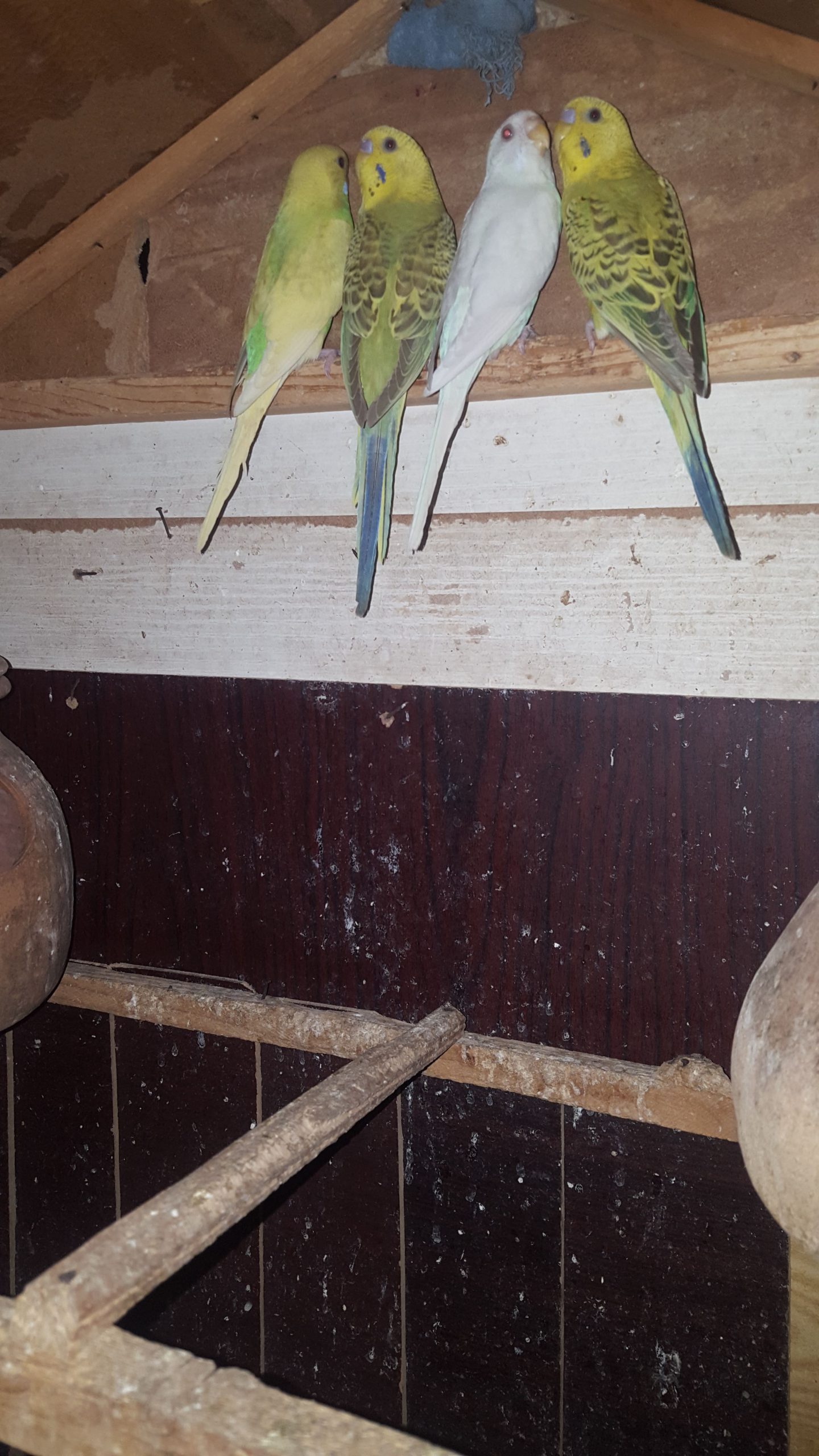 Australian patha by Syed Areeb Shaheryar