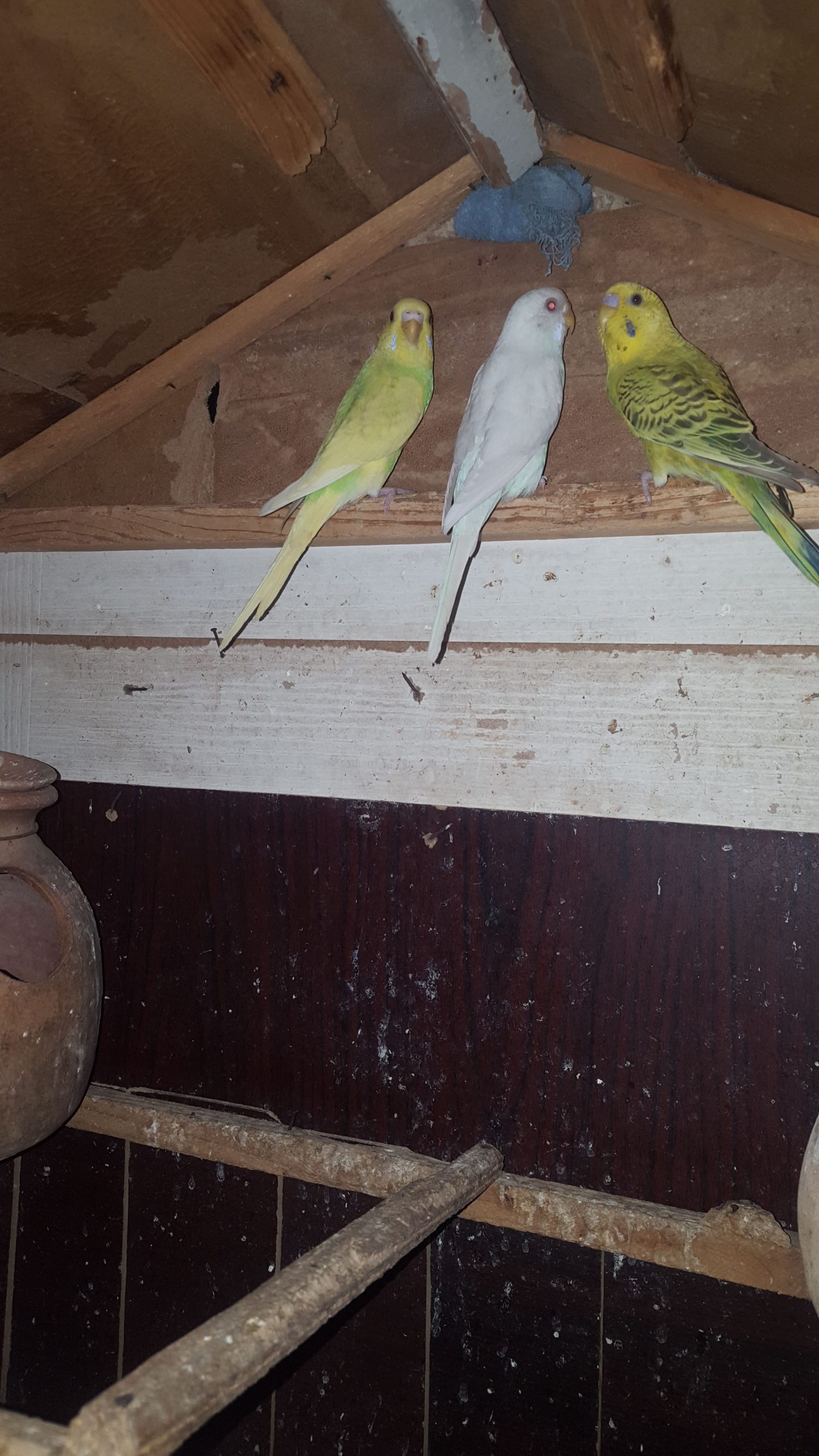 Australian patha by Syed Areeb Shaheryar