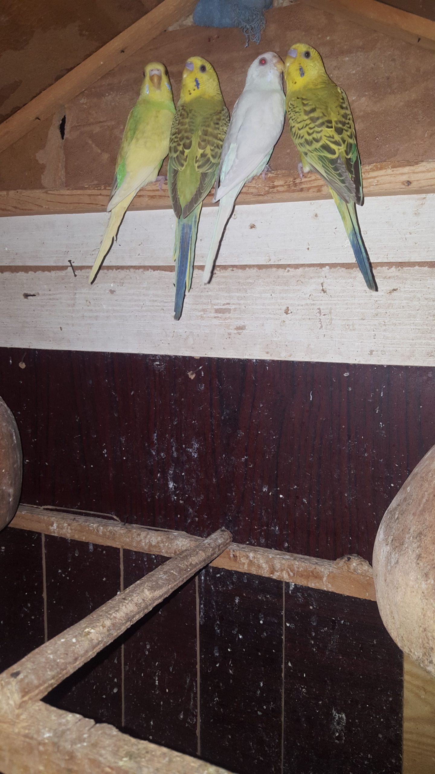 Australian patha by Syed Areeb Shaheryar