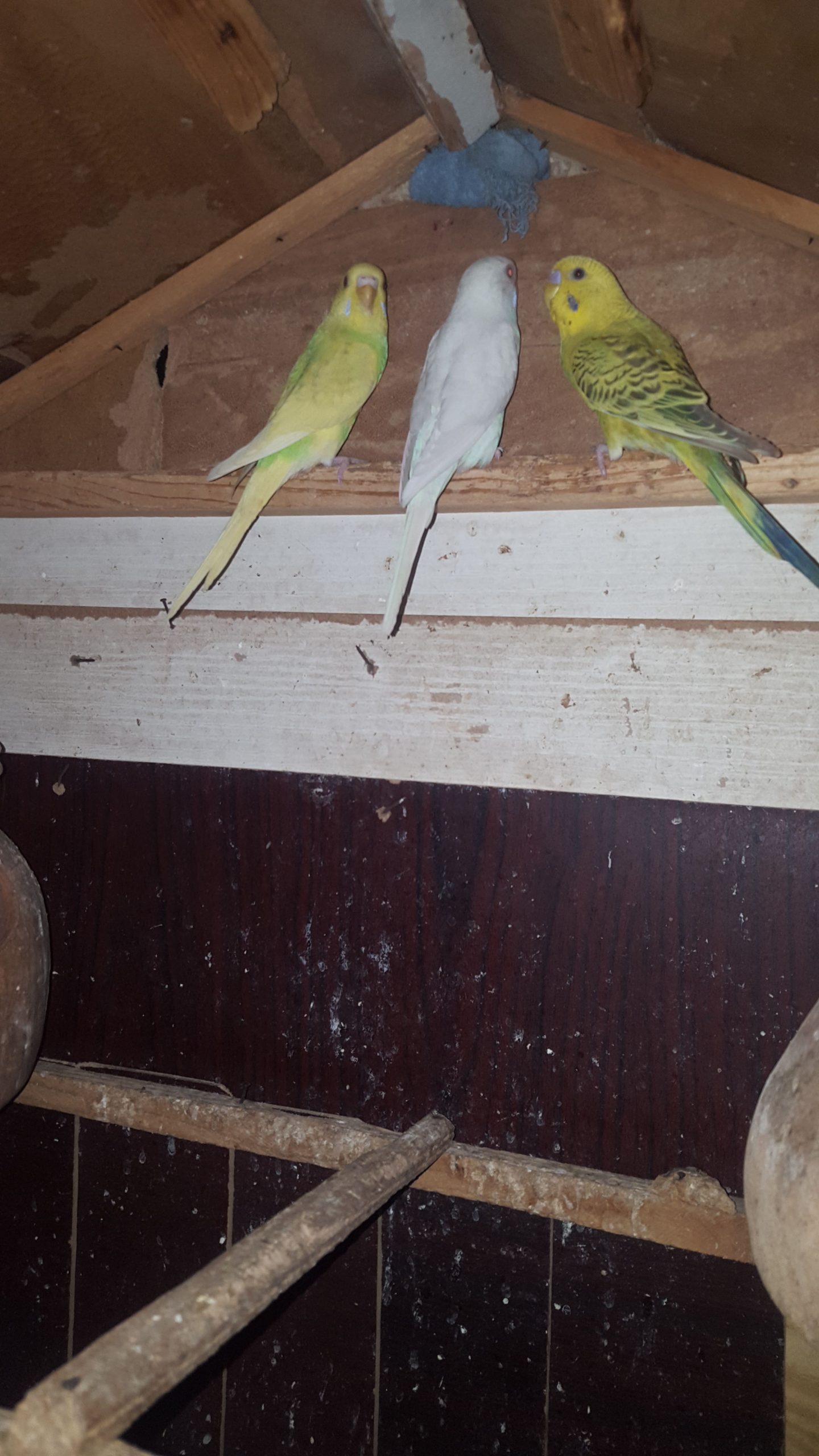 Australian patha by Syed Areeb Shaheryar