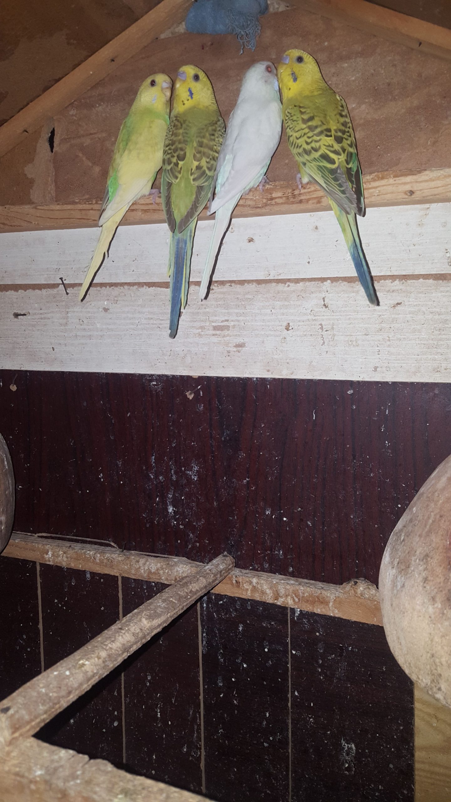 Australian patha by Syed Areeb Shaheryar