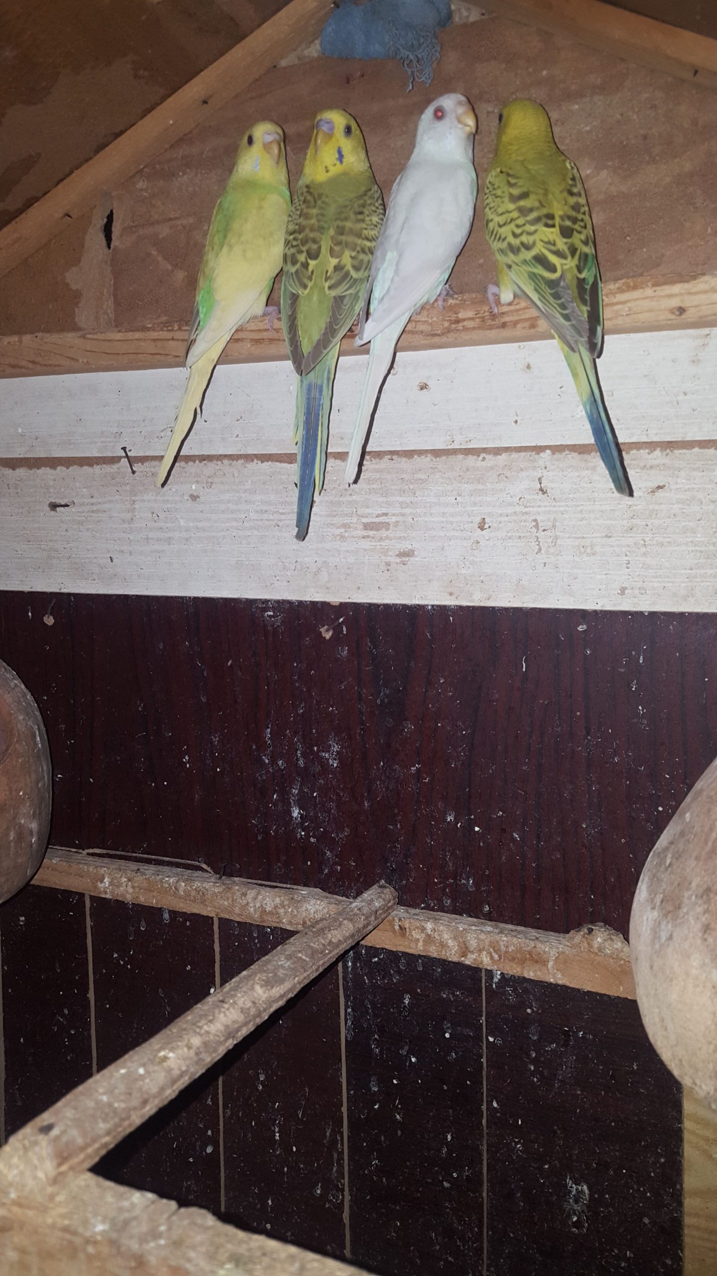 Australian patha by Syed Areeb Shaheryar