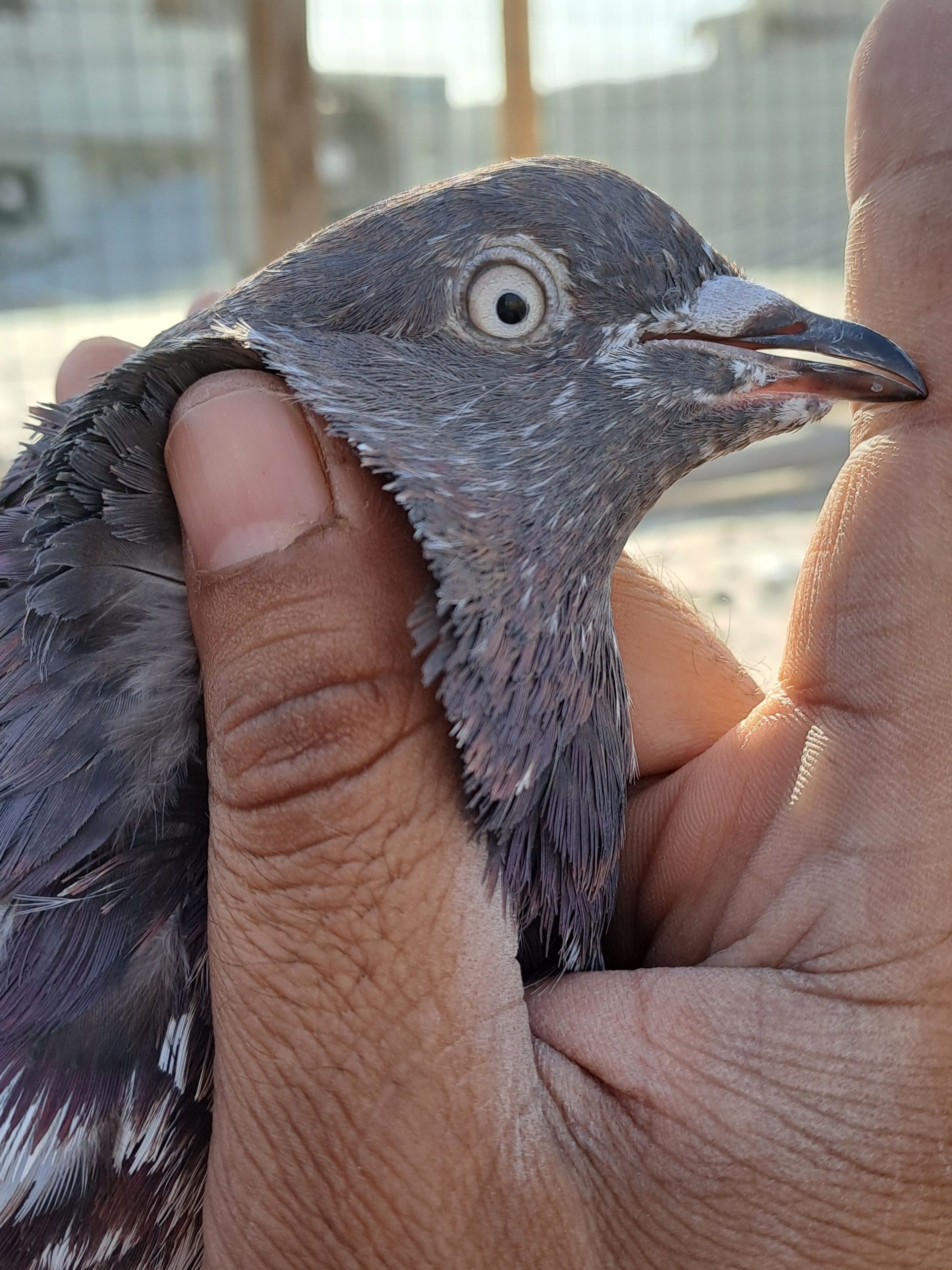 Ambersair for sale by Muhammad Imran