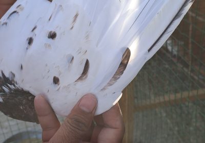 03ed958f-72b5-4f76-b1d5-851124924c81