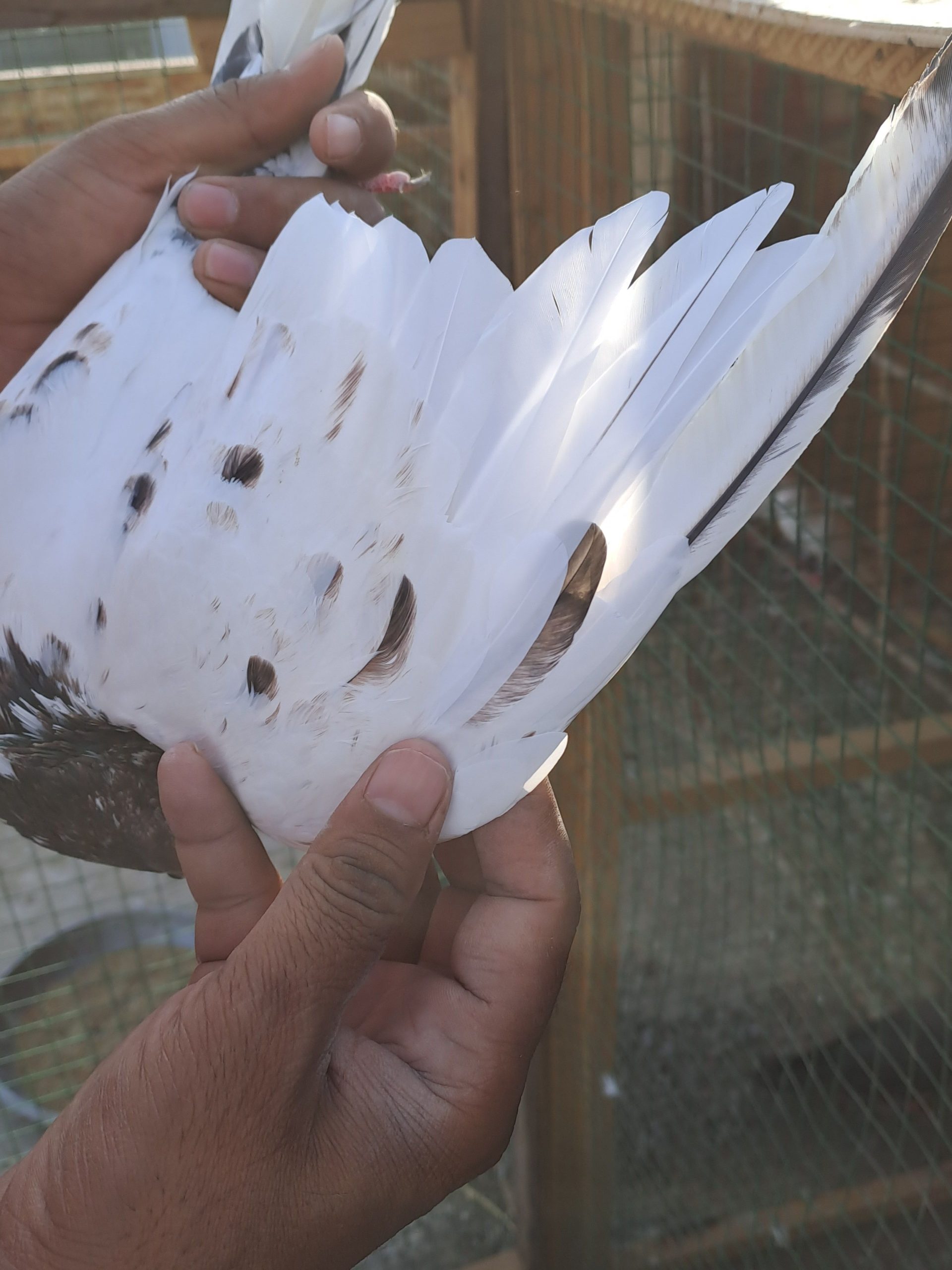 Ambersair for sale by Muhammad Imran