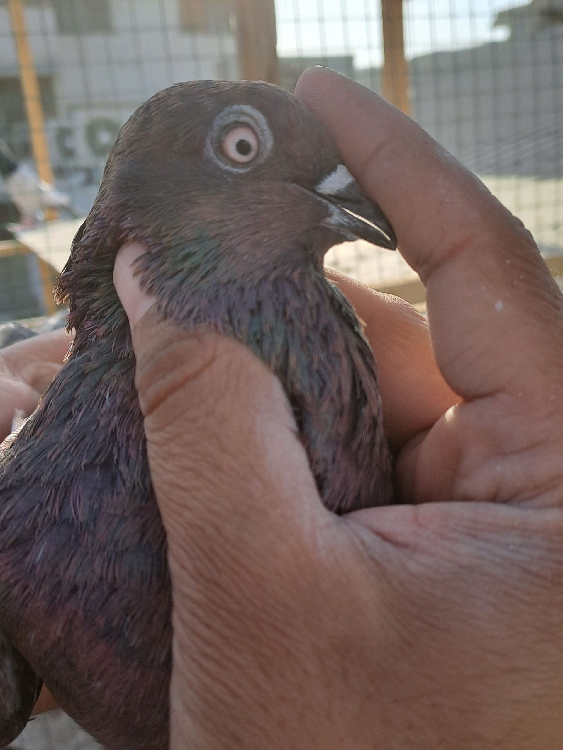 Ambersair for sale by Muhammad Imran