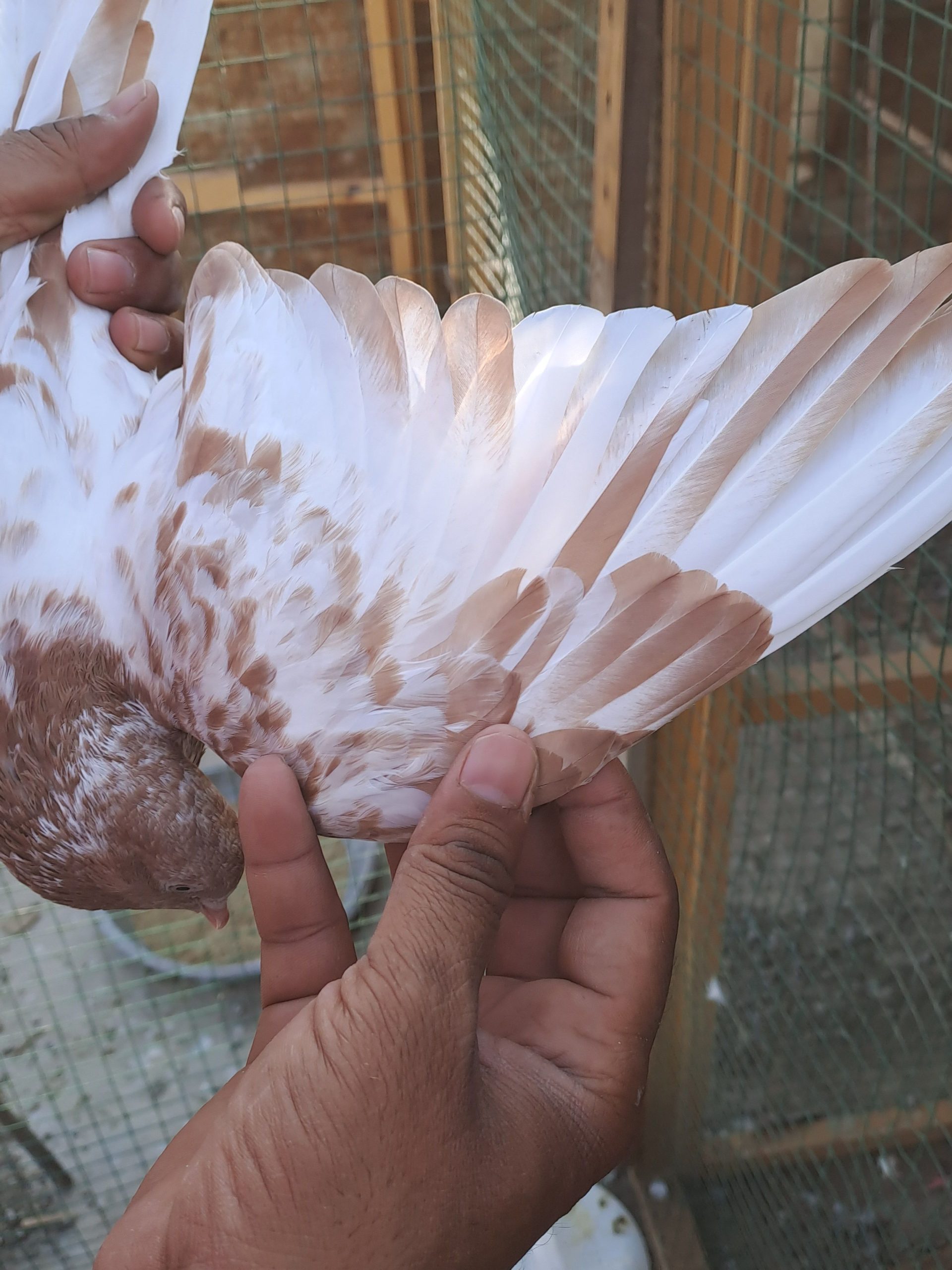 Ambersair for sale by Muhammad Imran