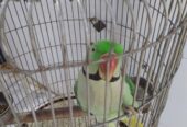 Elexender parrot 🦜 by Rahim Jan