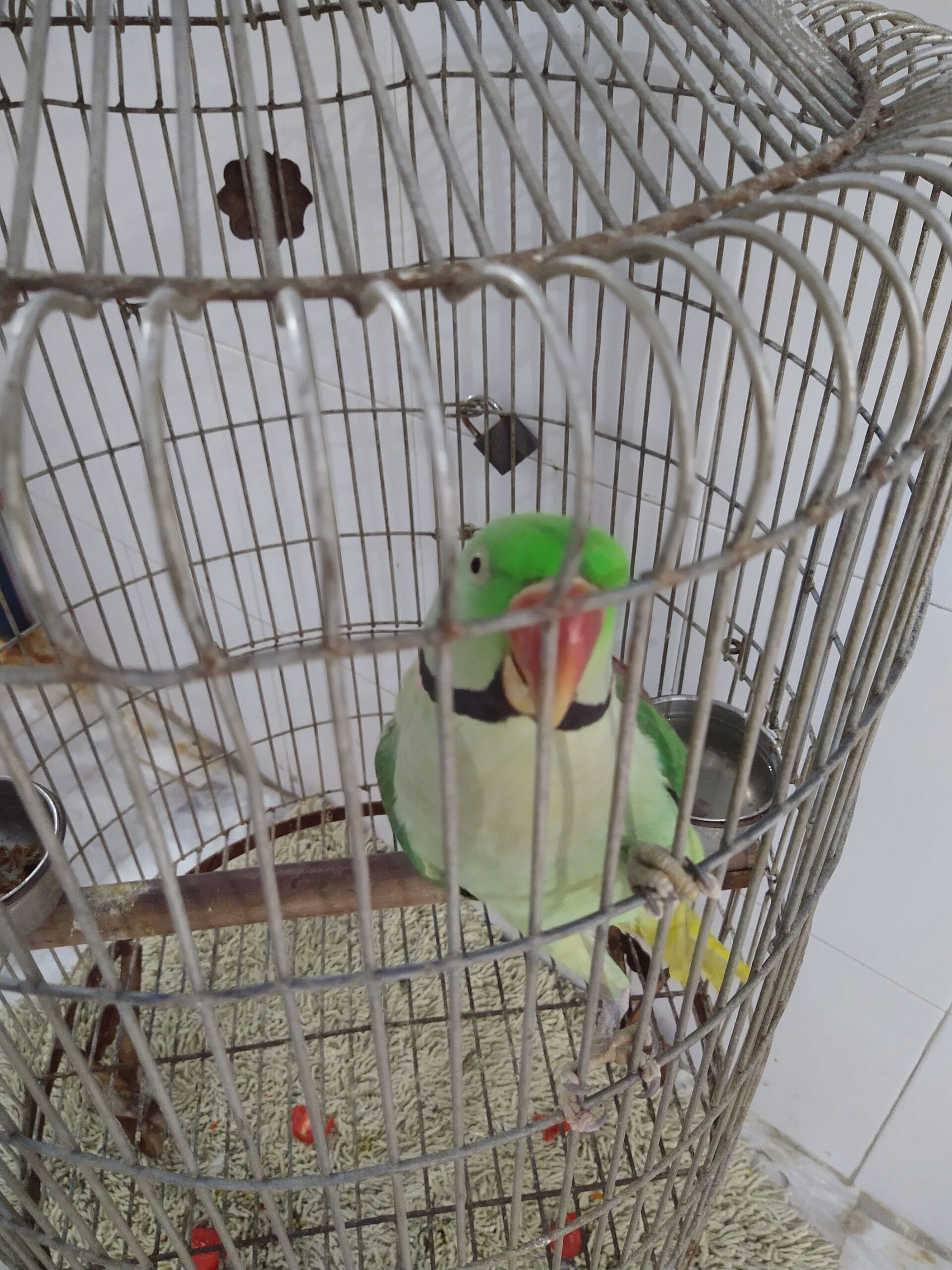 Elexender parrot 🦜 by Rahim Jan