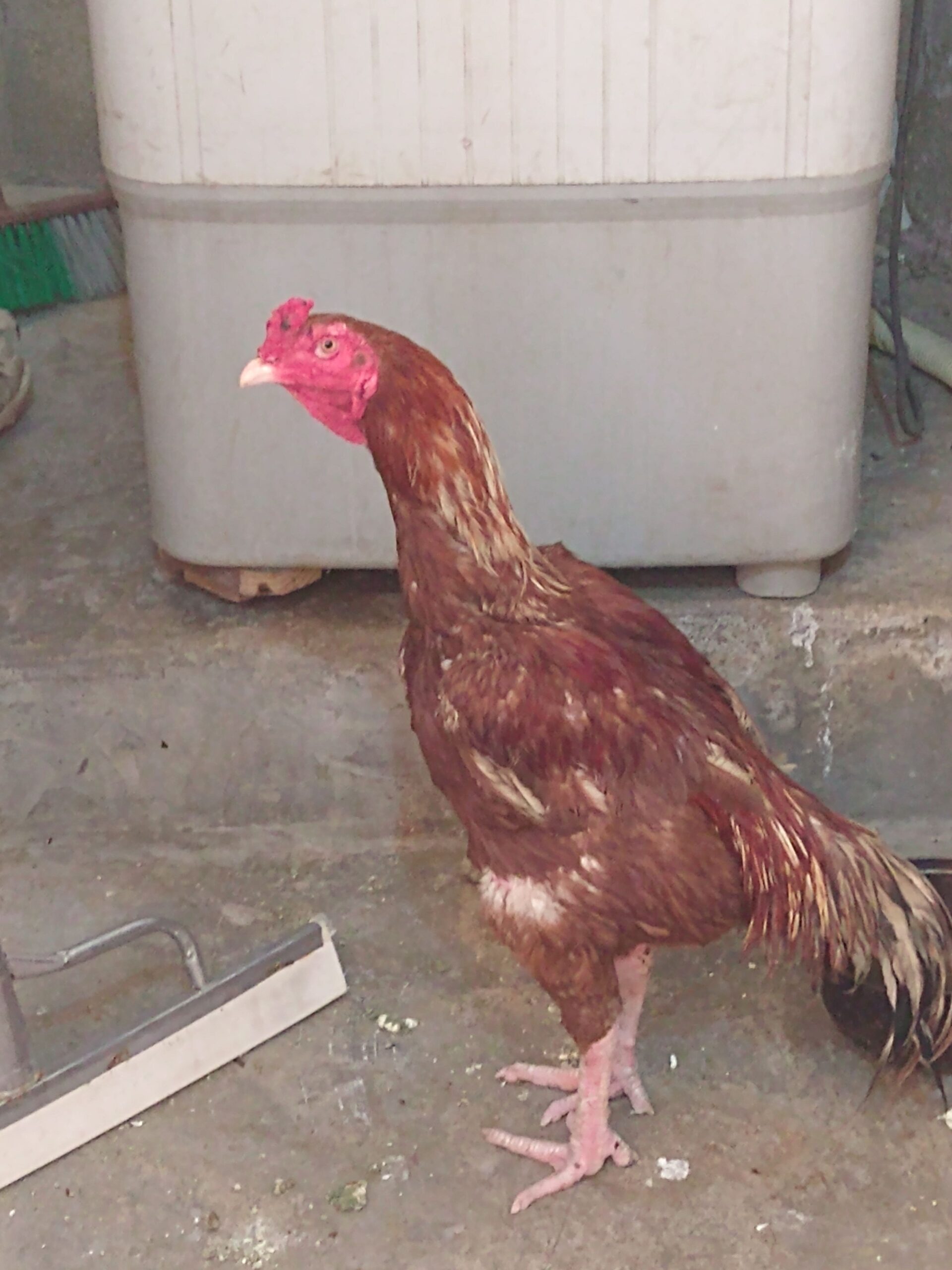 Sindhi nasl by Rahim Jan