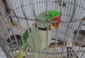 Elexender parrot 🦜 by Rahim Jan