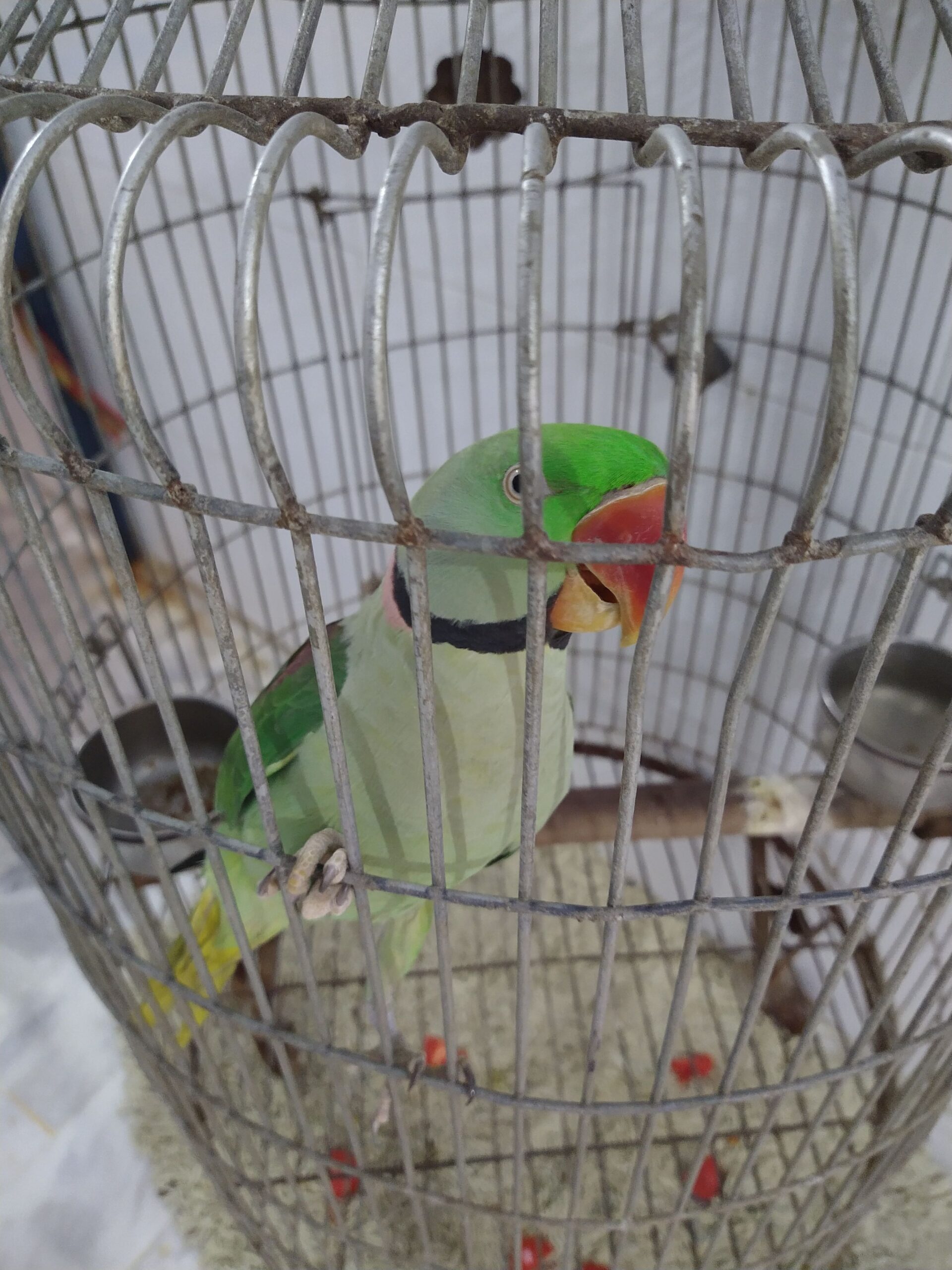 Elexender parrot 🦜 by Rahim Jan