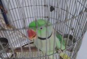 Elexender parrot 🦜 by Rahim Jan