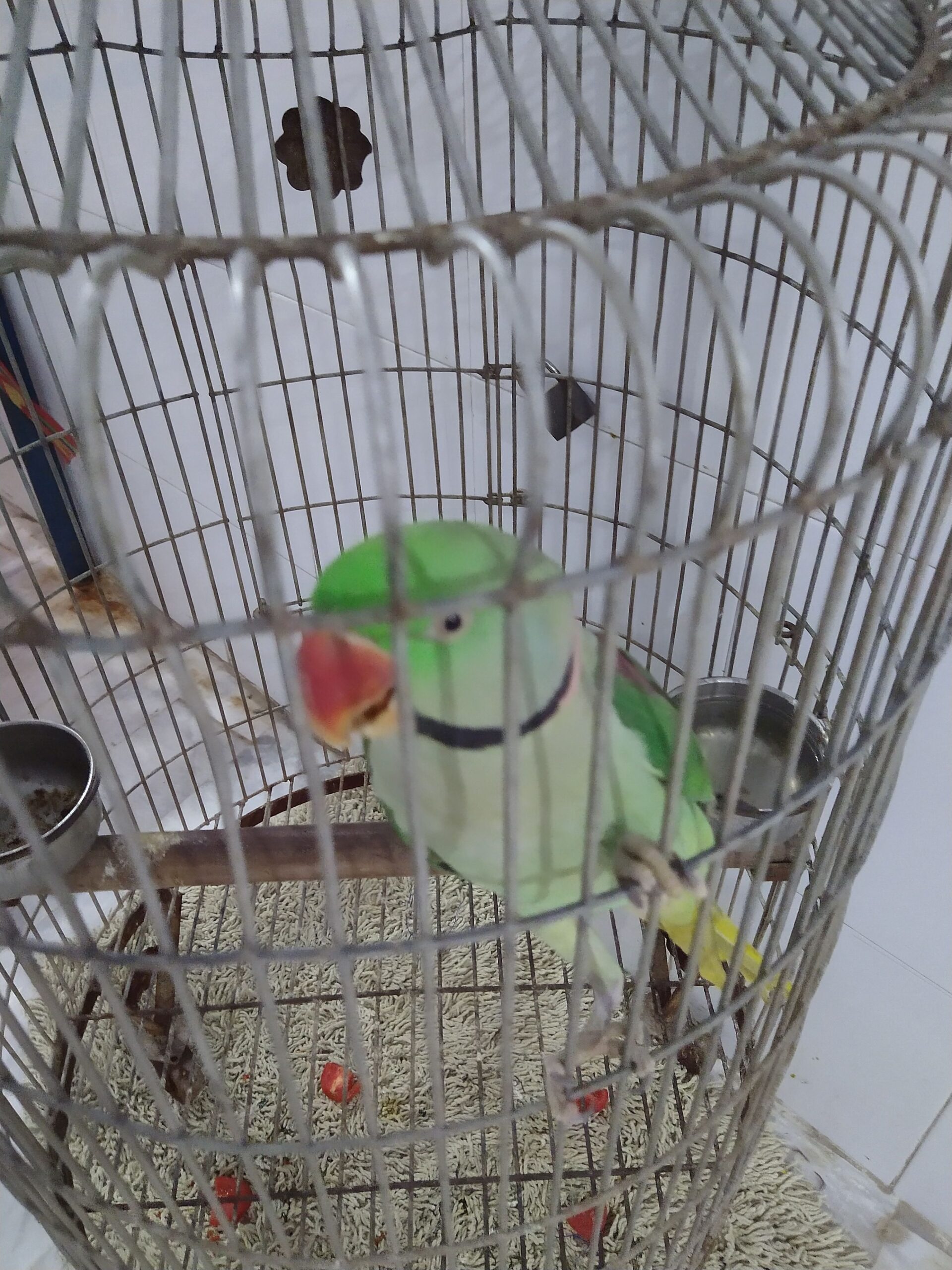 Elexender parrot 🦜 by Rahim Jan