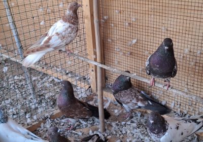 33c83dea-a8ec-4b72-864e-b3070d63b401