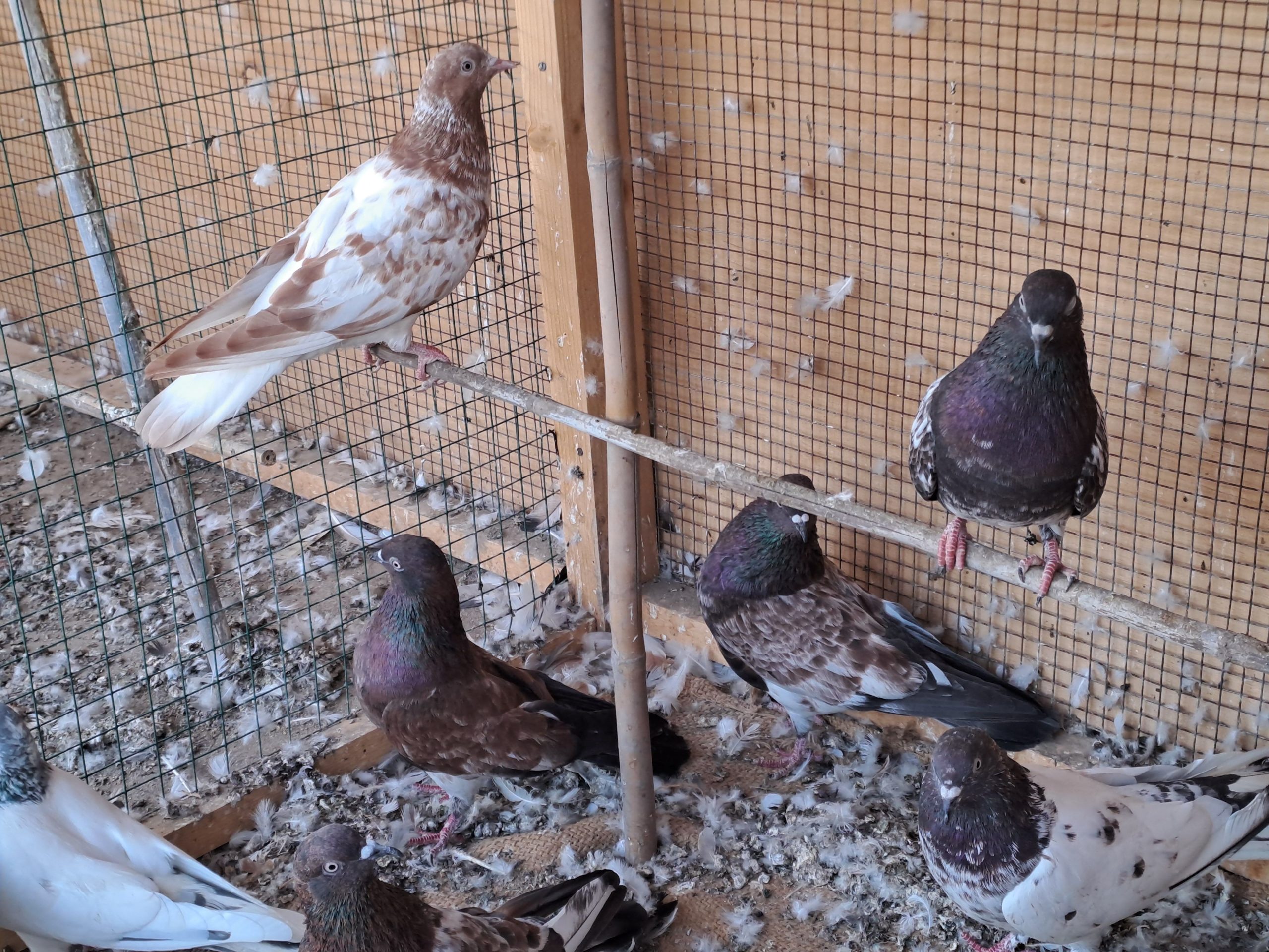 Ambersair for sale by Muhammad Imran