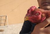 Pure aseel lakha murga by R U Poultry Farm