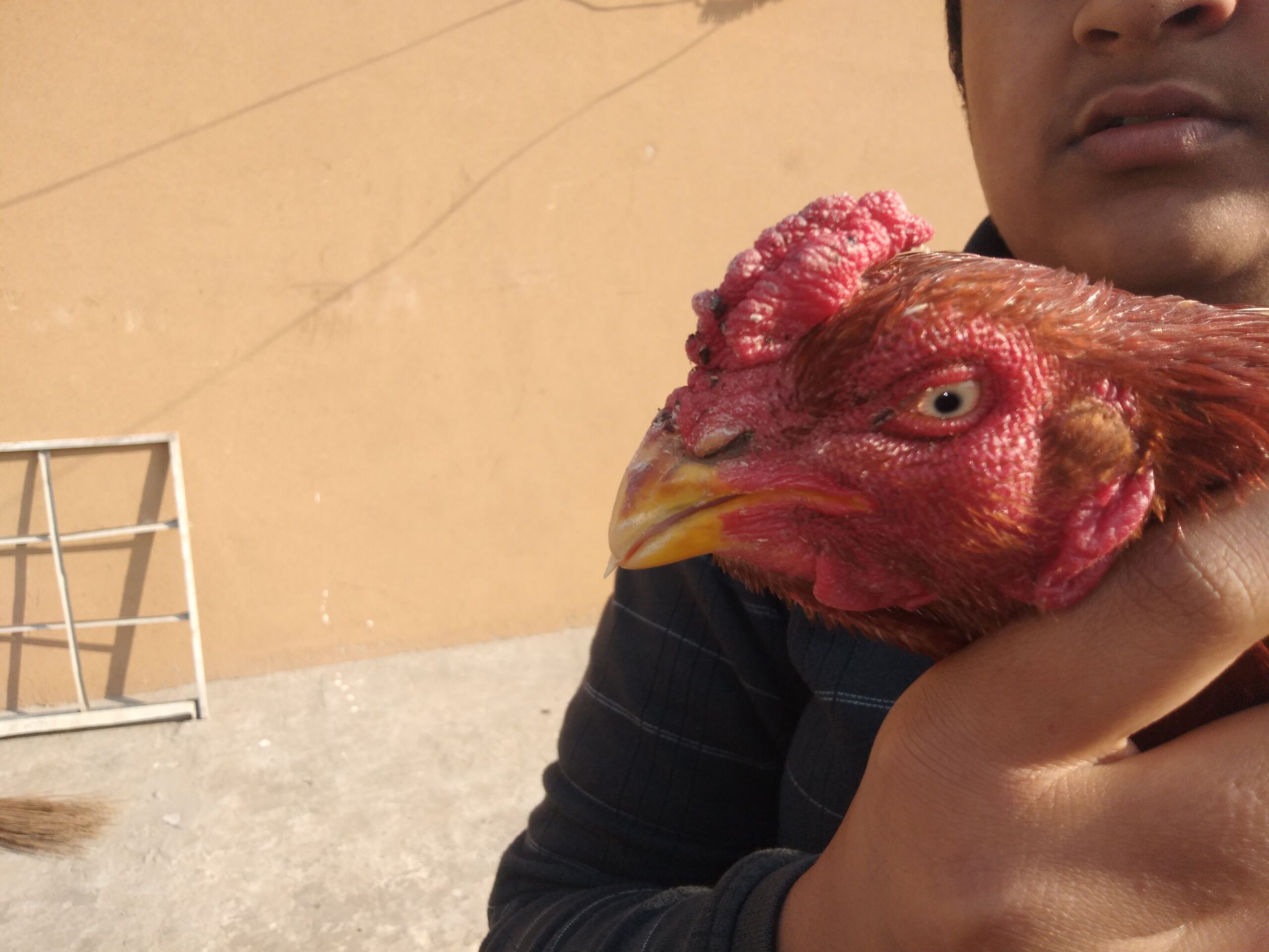 Pure aseel lakha murga by R U Poultry Farm