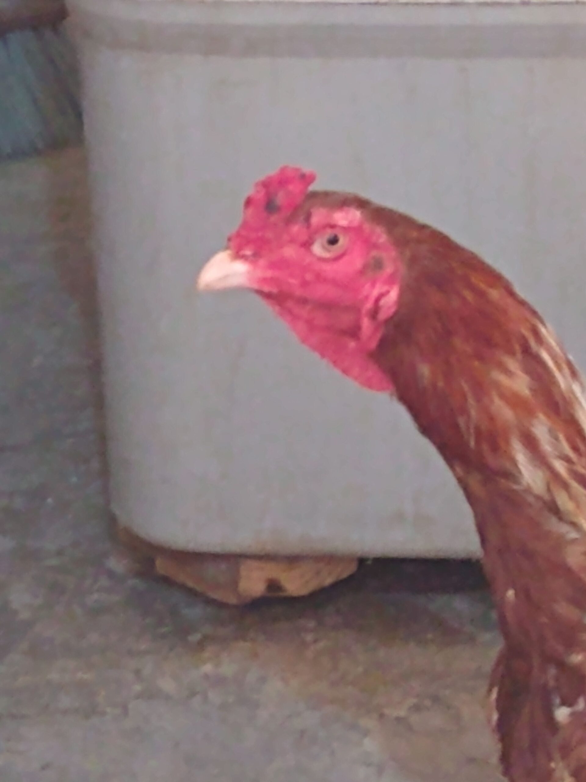 Sindhi nasl by Rahim Jan