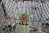 Elexender parrot 🦜 by Rahim Jan