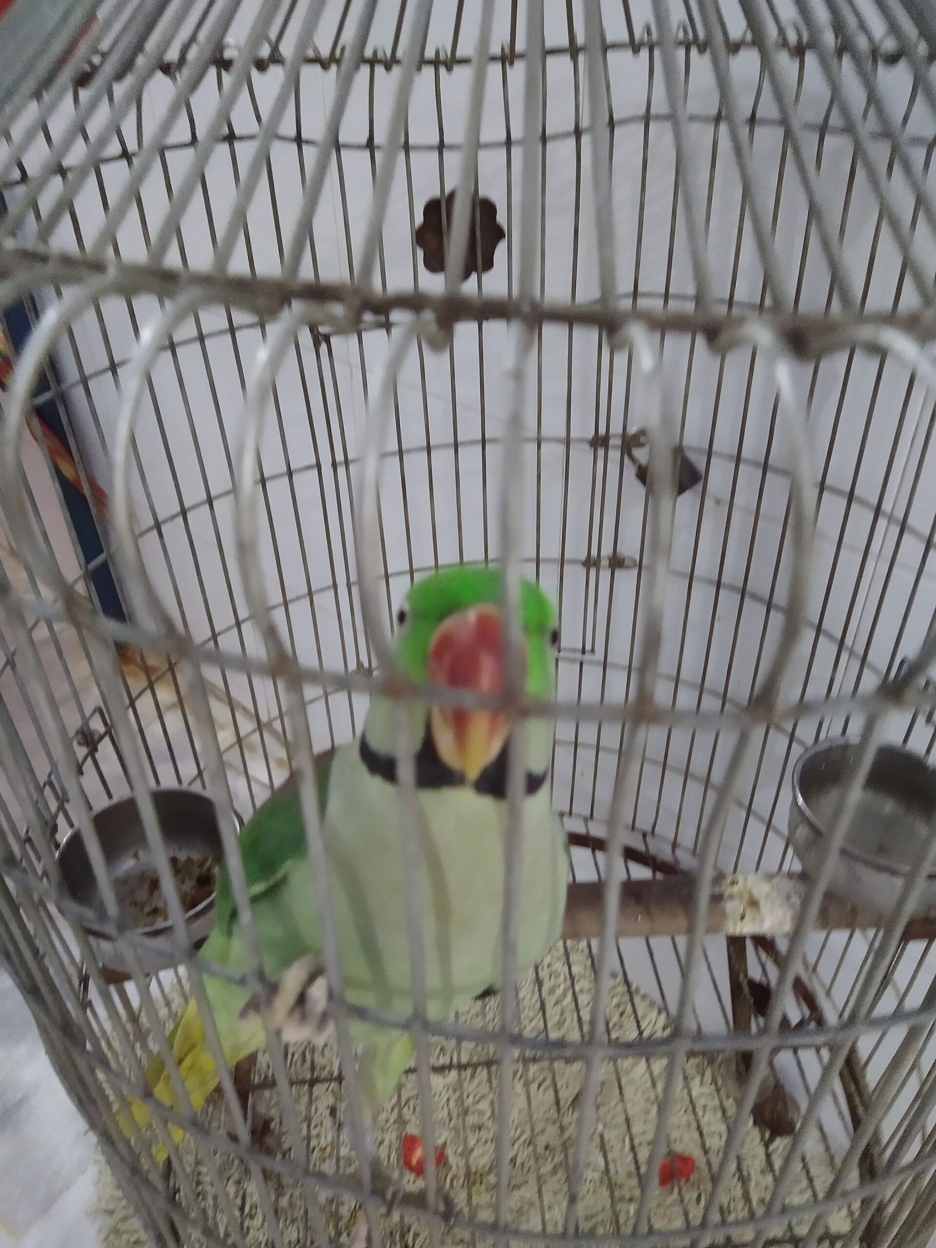 Elexender parrot 🦜 by Rahim Jan