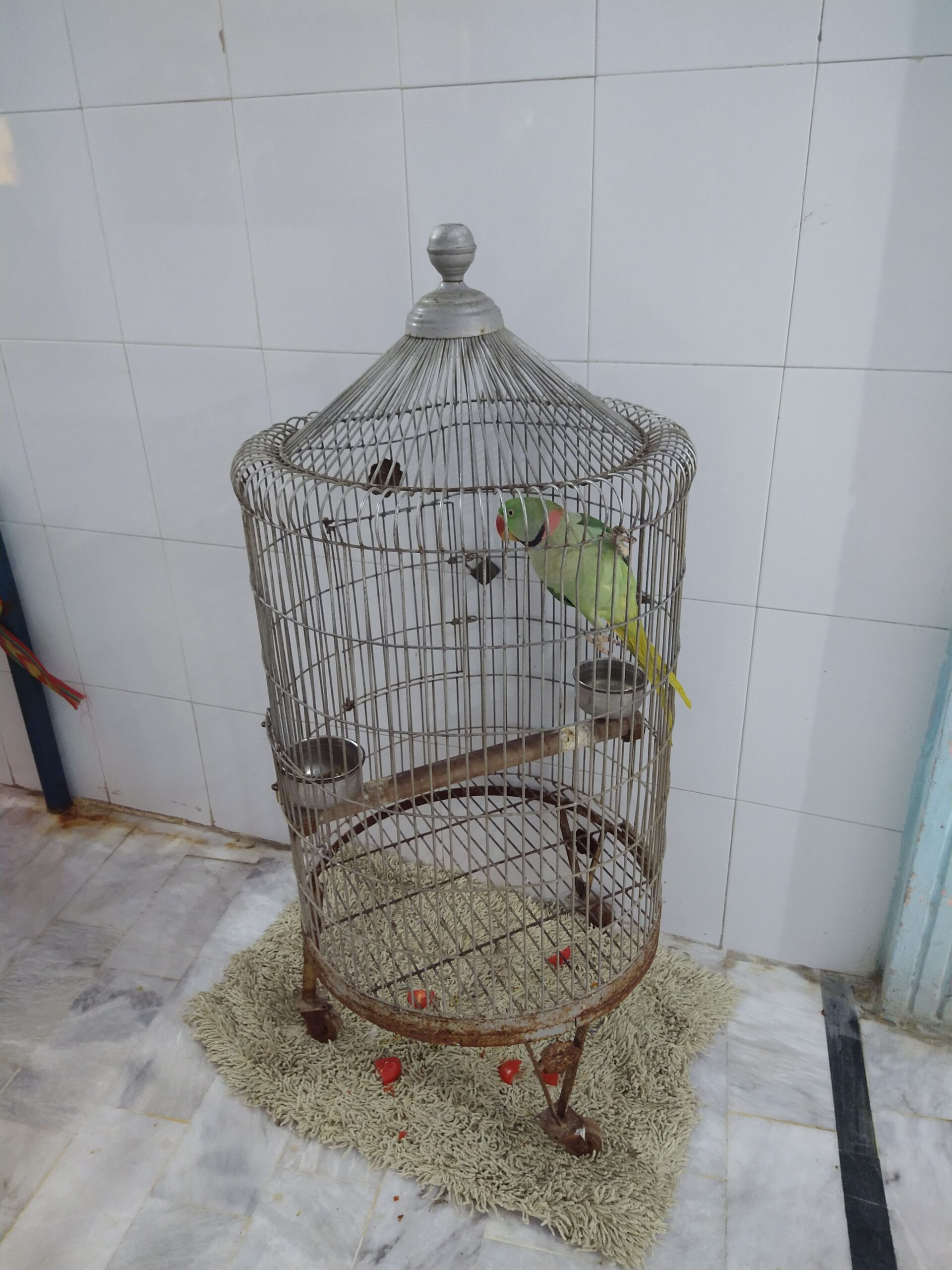 Elexender parrot 🦜 by Rahim Jan