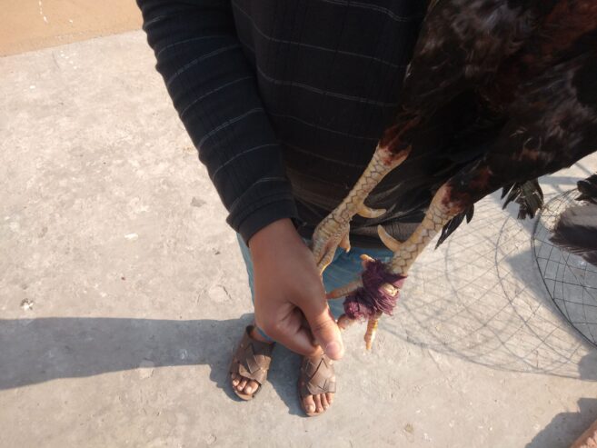 Pure aseel lakha murga by R U Poultry Farm