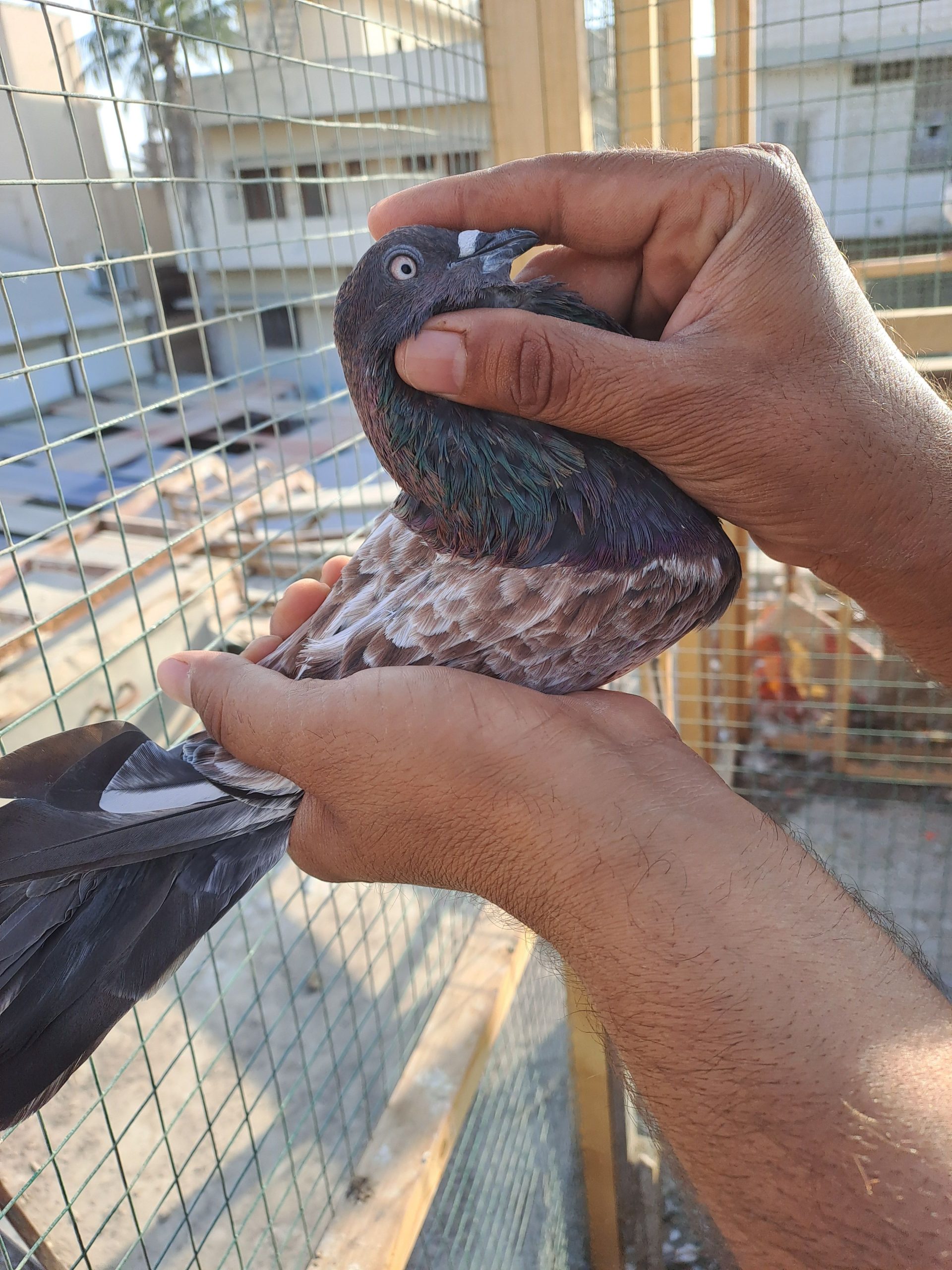 Ambersair for sale by Muhammad Imran