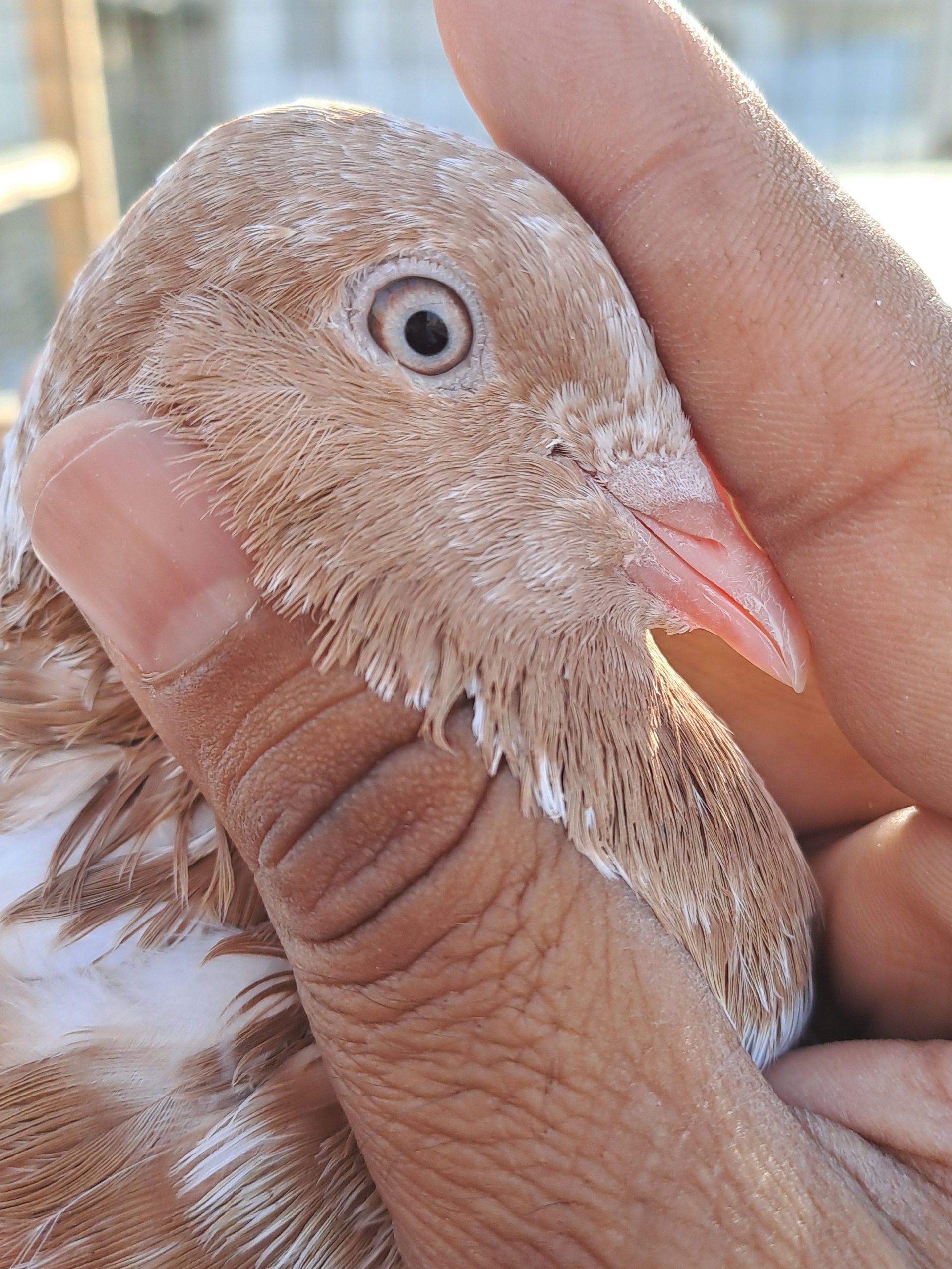 Ambersair for sale by Muhammad Imran