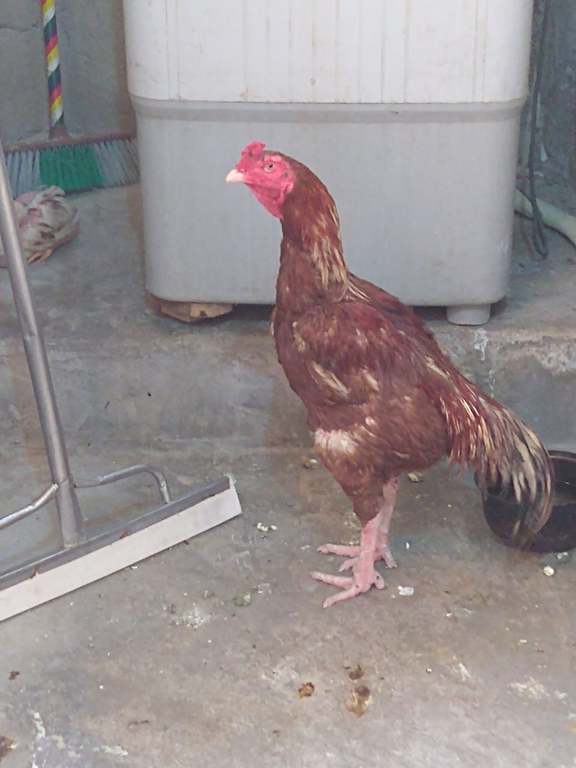 Sindhi nasl by Rahim Jan