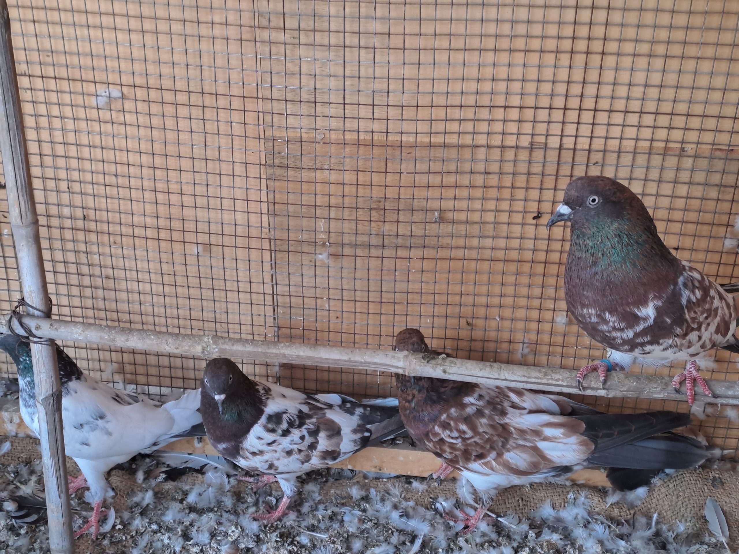 Ambersair for sale by Muhammad Imran