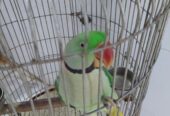 Elexender parrot 🦜 by Rahim Jan