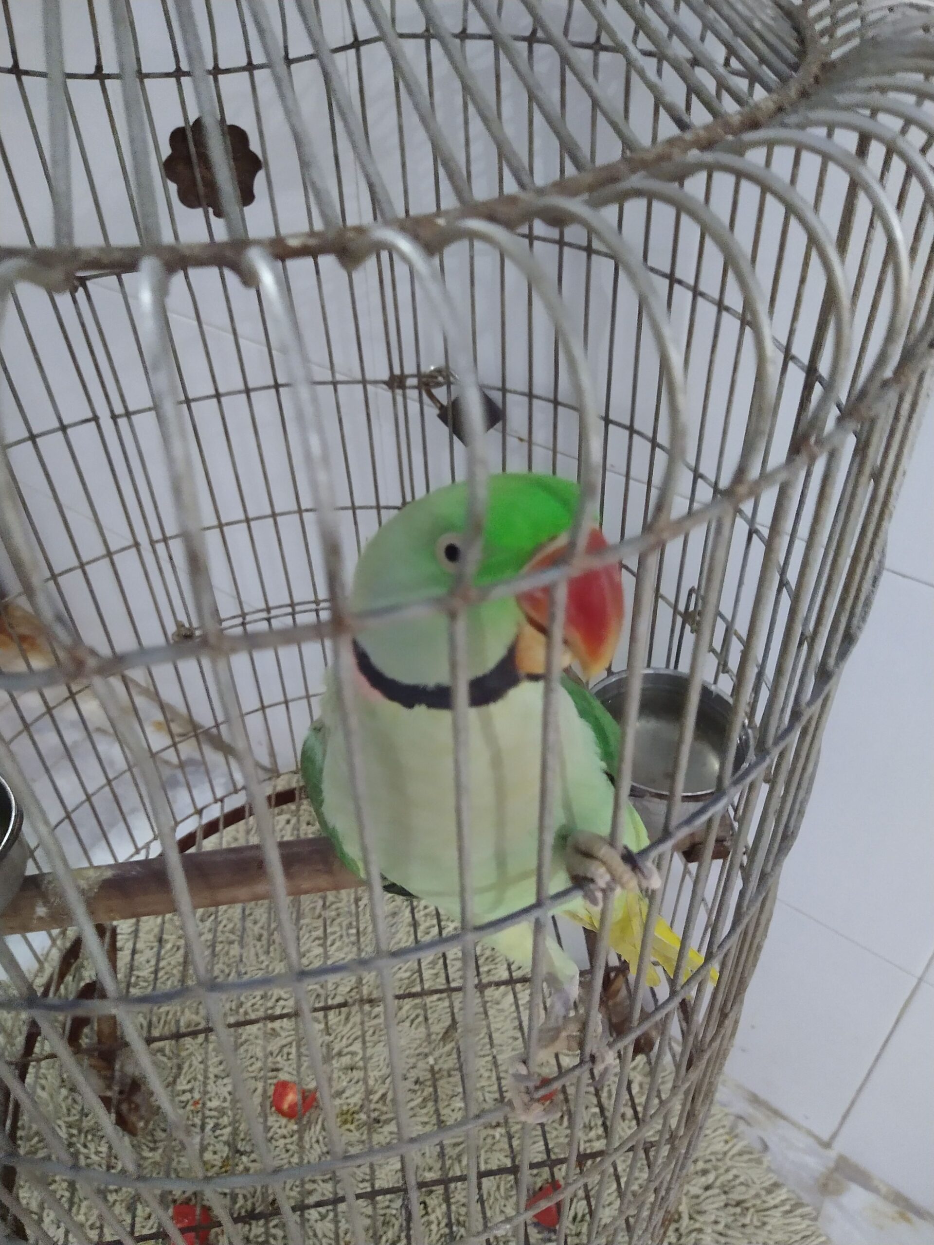 Elexender parrot 🦜 by Rahim Jan