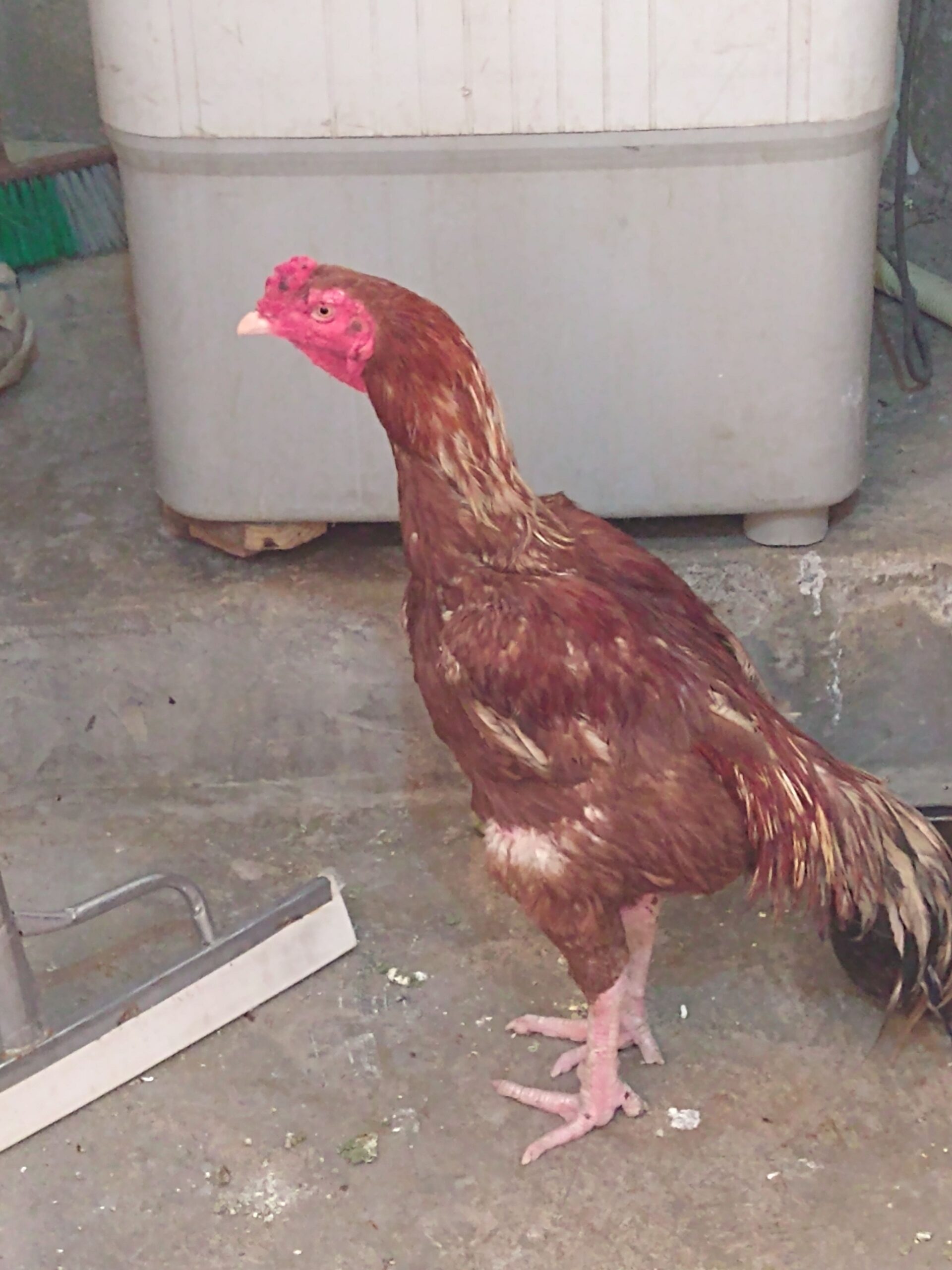 Sindhi nasl by Rahim Jan