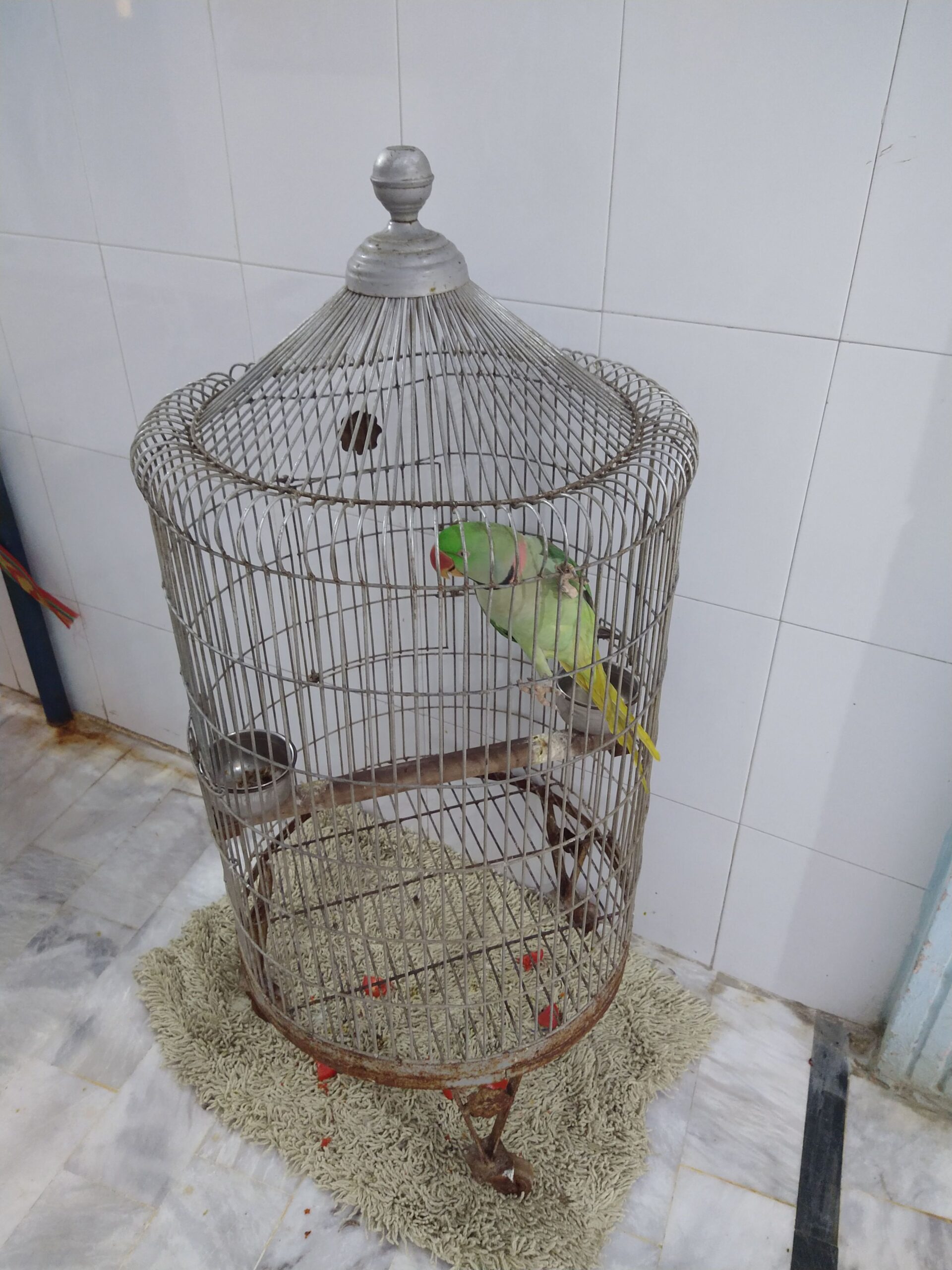 Elexender parrot 🦜 by Rahim Jan