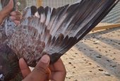 Ambersair for sale by Muhammad Imran