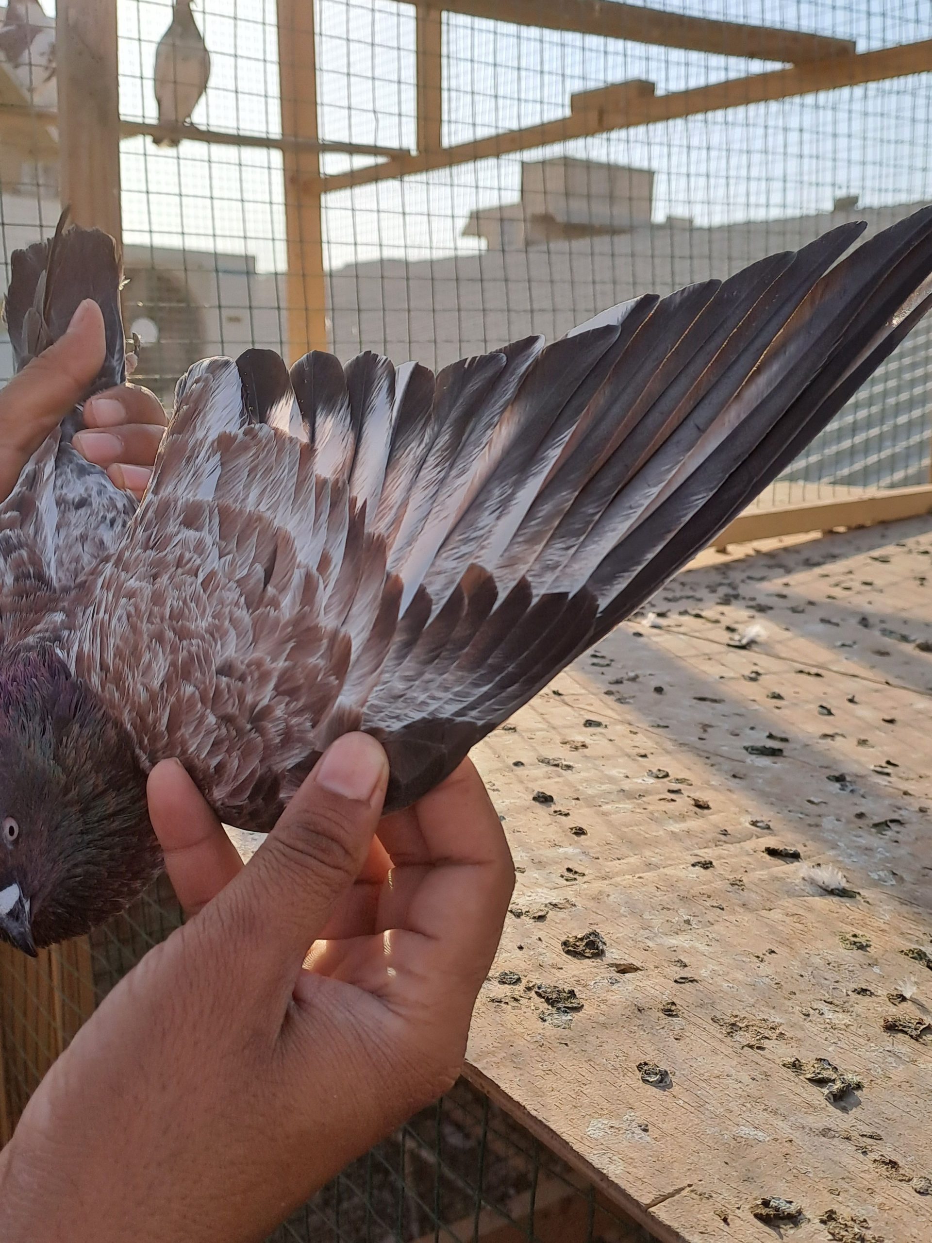 Ambersair for sale by Muhammad Imran