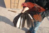 Pure aseel lakha murga by R U Poultry Farm