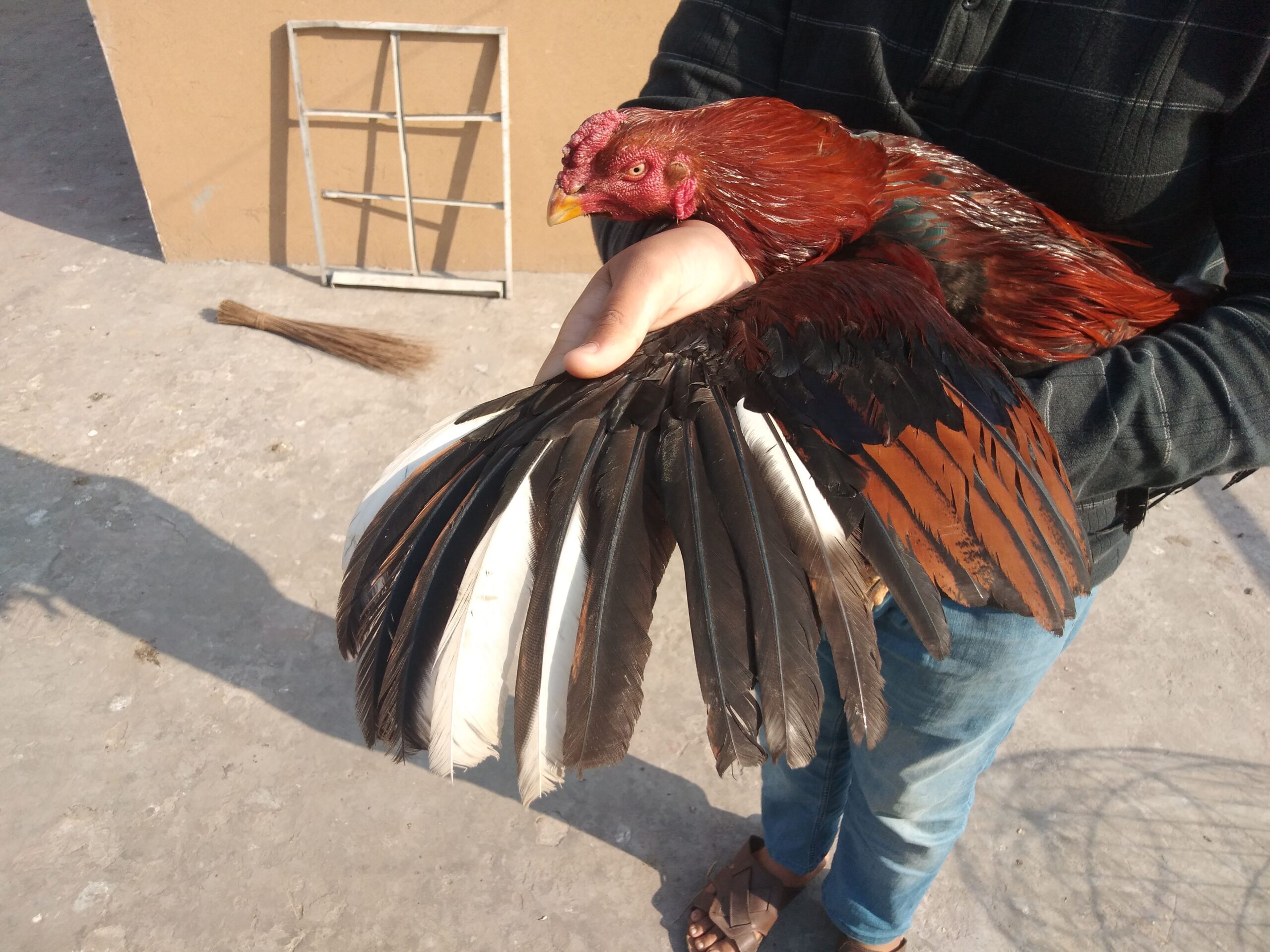 Pure aseel lakha murga by R U Poultry Farm