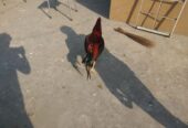 Pure aseel lakha murga by R U Poultry Farm