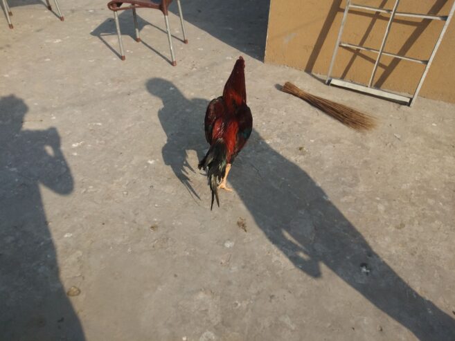 Pure aseel lakha murga by R U Poultry Farm