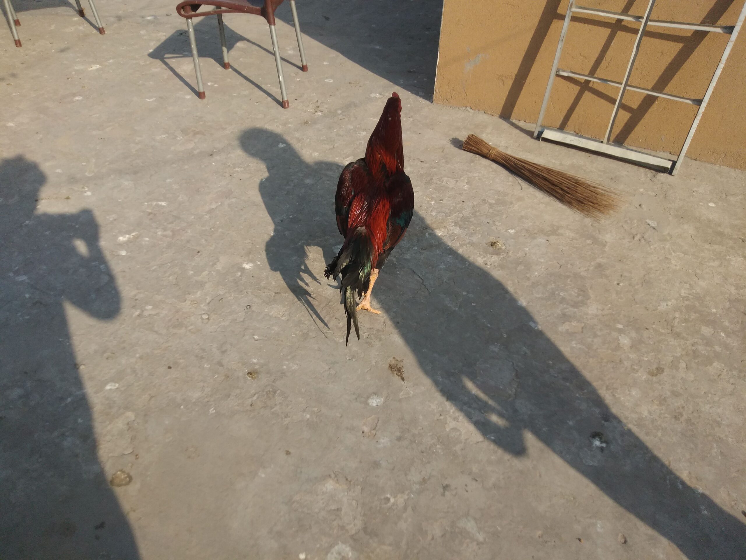 Pure aseel lakha murga by R U Poultry Farm